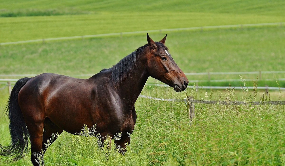 A Beginner's Guide to Mucking Out Stables
