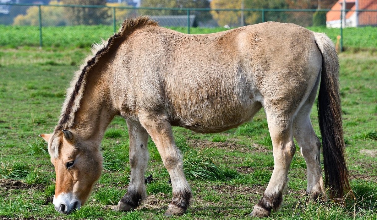 Choosing the Right Hay for Your Horse