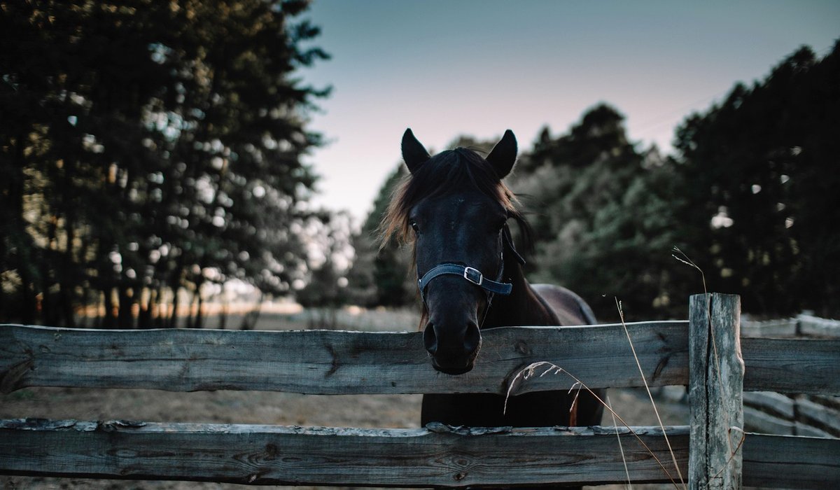 Creating a First Aid Kit for Horses