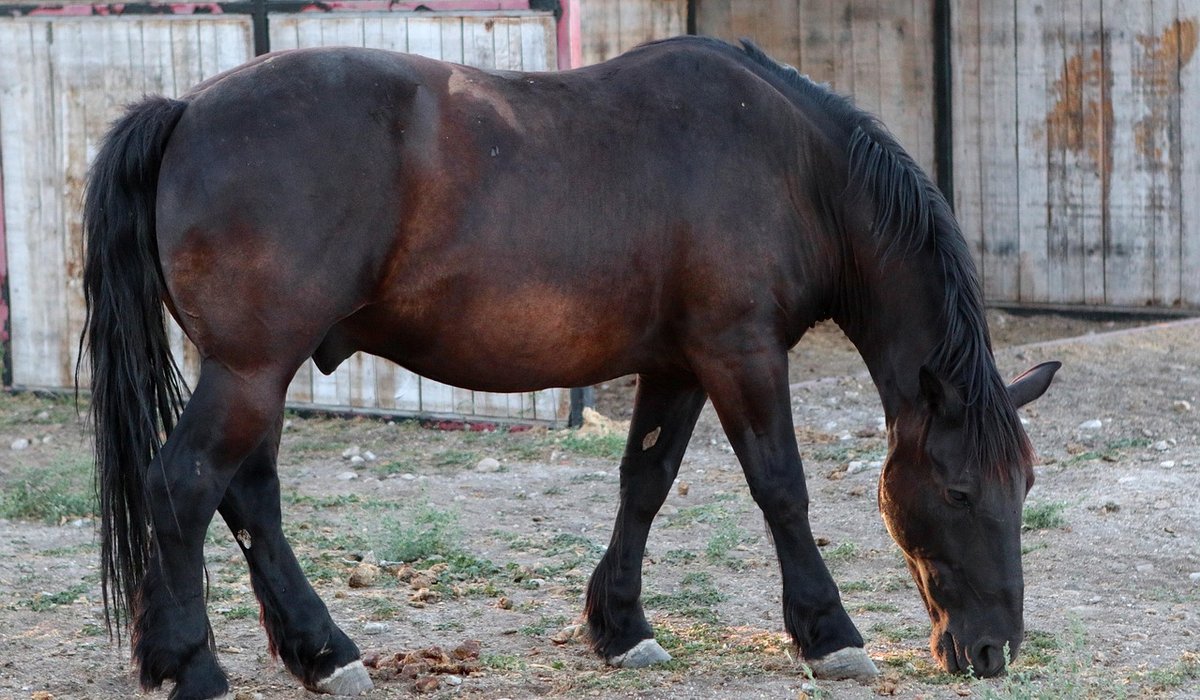 How to Create a Safe Paddock for Horses