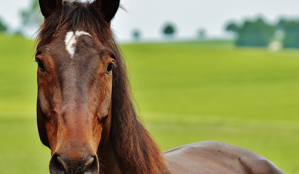 Improving Your Sitting Trot Without Stirrups