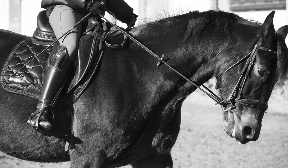 Preparing Your Horse for Safe Travelling