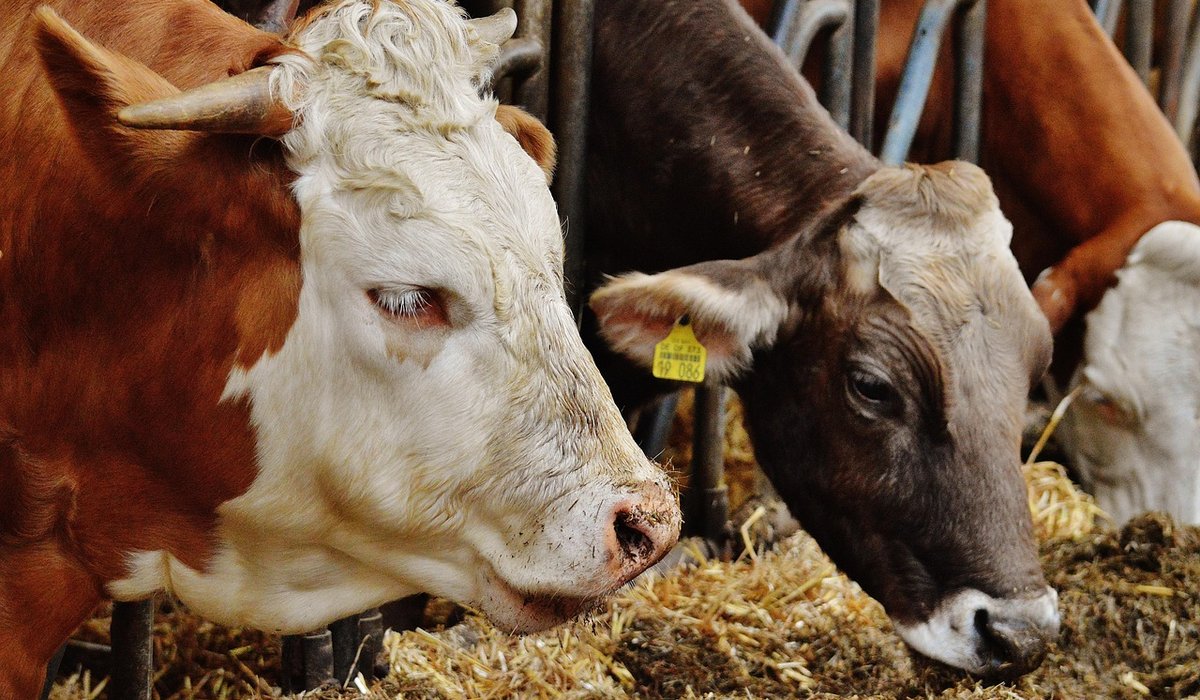 Understanding Countryside Access Rules in Britain
